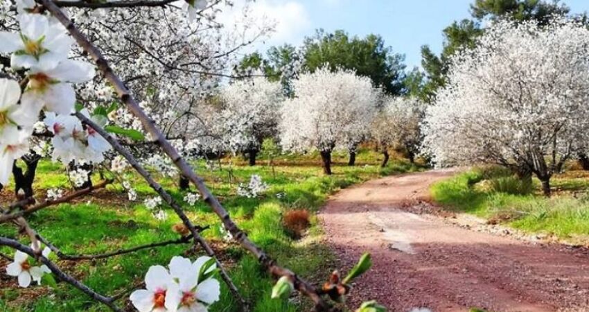 Aydın Çıkışlı Datça Marmaris Akyaka Turu